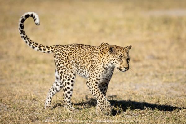 Female Leopard Khwai Concession, Botswana. Small Group Photo Safari Specialists