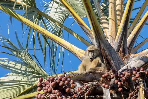A Chacma Baboon at the top of a Palm tree, Moremi Game Reserve Botswana. Small Group Photo Safari Sp