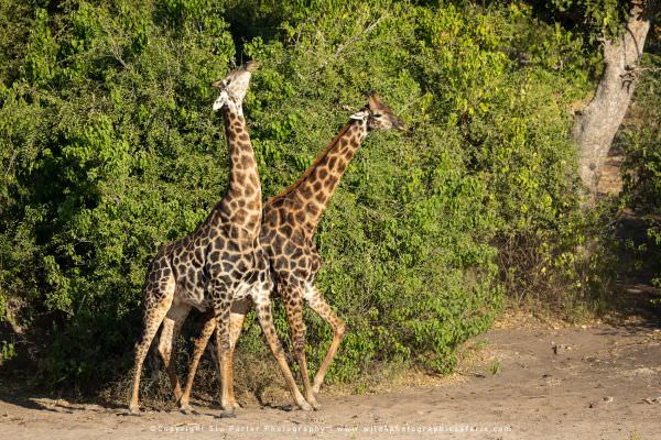 Male Giraffe fighting, Chobe River Botswana. Africa Photo Safari