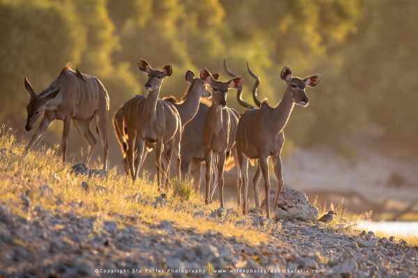 Herd of Greater Kudu, Chobe River Botswana. African Photographic Safari