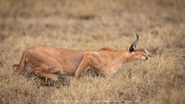 A very rare sighting of a Caracal stalking up on some Guineafowl in the Ndutu area - Tanzania © Stu A very rare sighting of a Caracal stalking up on some Guineafowl in the Ndutu area - Tanzania © Stu