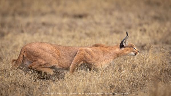 A very rare sighting of a Caracal stalking up on some Guineafowl in the Ndutu area - Tanzania © Stu 