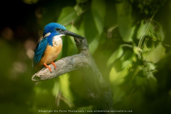 Half Collared Kingfisher Chobe River, Botswana. Stu Porter Photography Tours