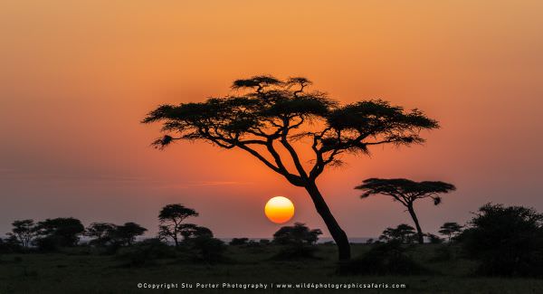 A typical African sunrise in the Serengeti National Park - Tanzania © Stu Porter Tanzania Photograph A typical African sunrise in the Serengeti National Park - Tanzania © Stu Porter Tanzania Photograph