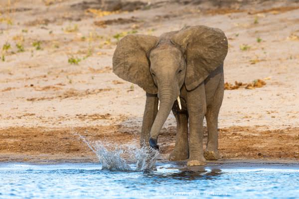 Young Bull Elephant Chobe River, Botswana. Wild4 Photo Safaris