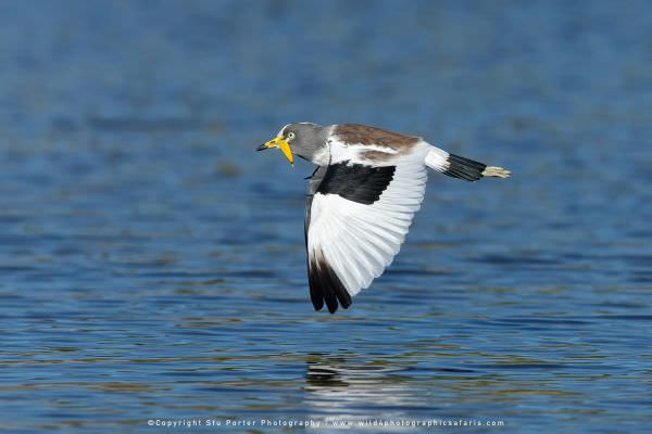 White Crowned Lapwing Chobe River, Botswana. African Photographic Safari