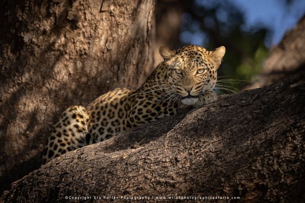 Copyright Stu Porter Photography Mashatu 2025