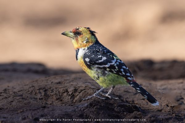 Copyright Stu Porter Photography Mashatu 2025