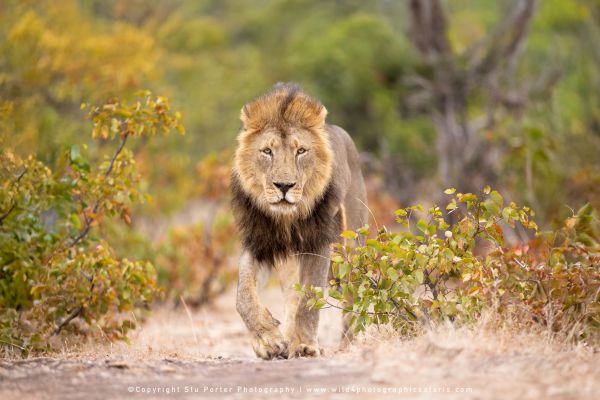 Copyright Stu Porter Lion photography