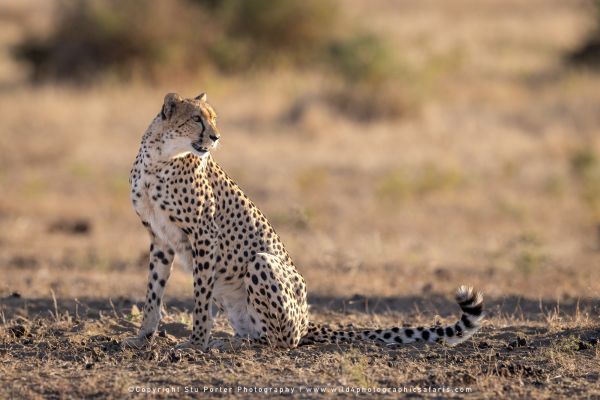 Copyright Stu Porter Photography Mashatu 2025