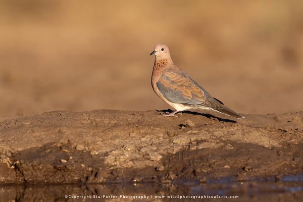 Copyright Stu Porter Photography Mashatu 2025