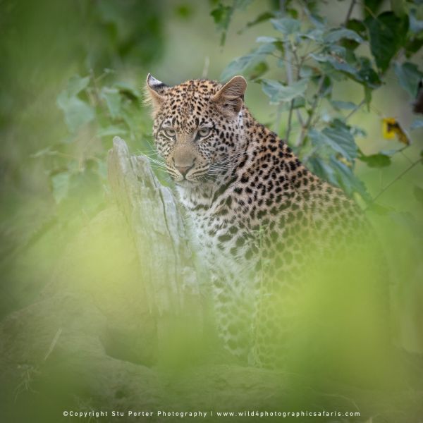 Copyright Stu Porter Photography Mashatu 2025