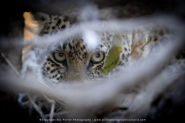 Copyright Stu Porter Photography Mashatu 2025