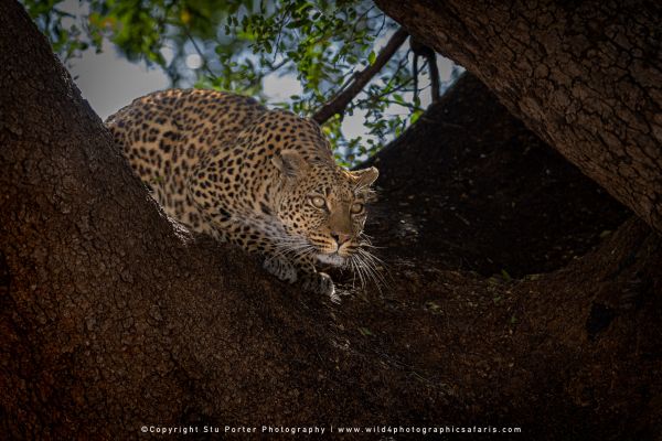 Copyright Stu Porter Photography Mashatu 2025
