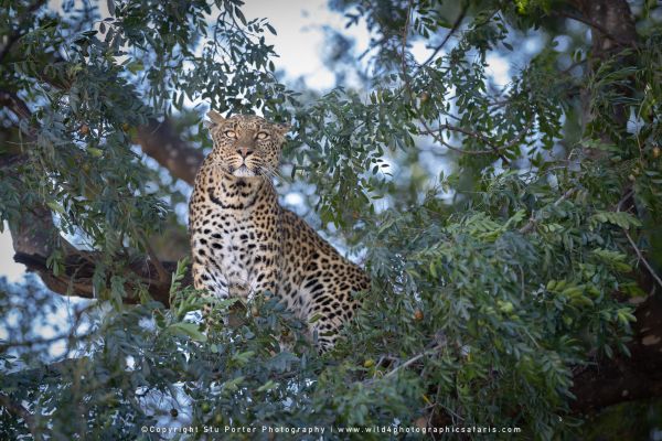 Copyright Stu Porter Photography Mashatu 2025