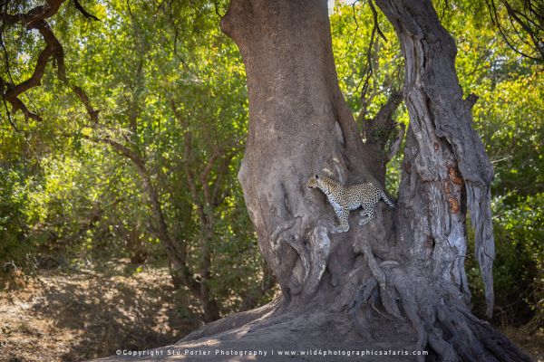 Copyright Stu Porter Photography Mashatu 2025