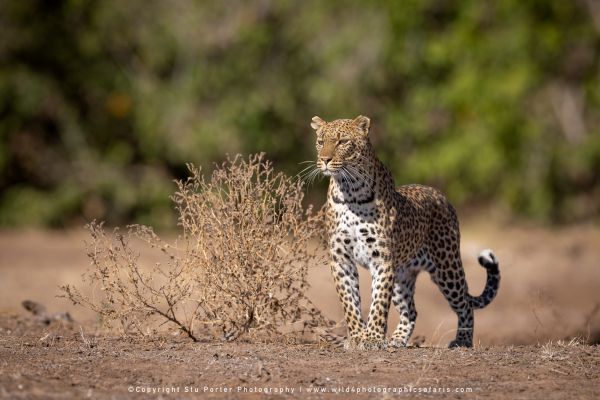 Copyright Stu Porter Photography Mashatu 2025