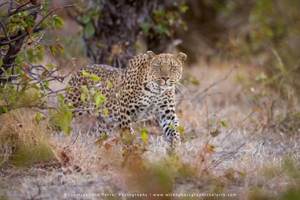 Copyright Stu Porter Photography Mashatu 2025