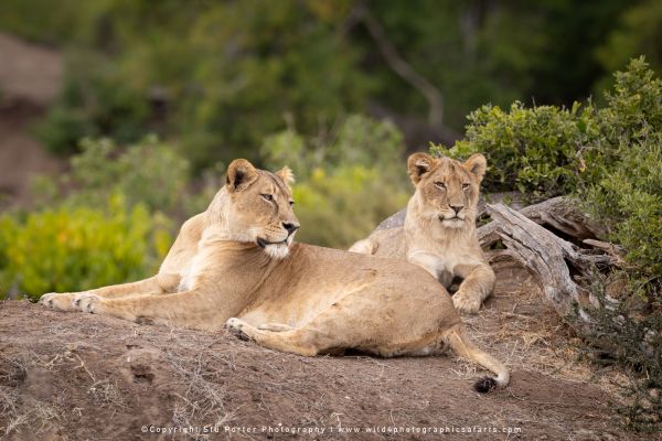 Copyright Stu Porter Photography Mashatu 2025