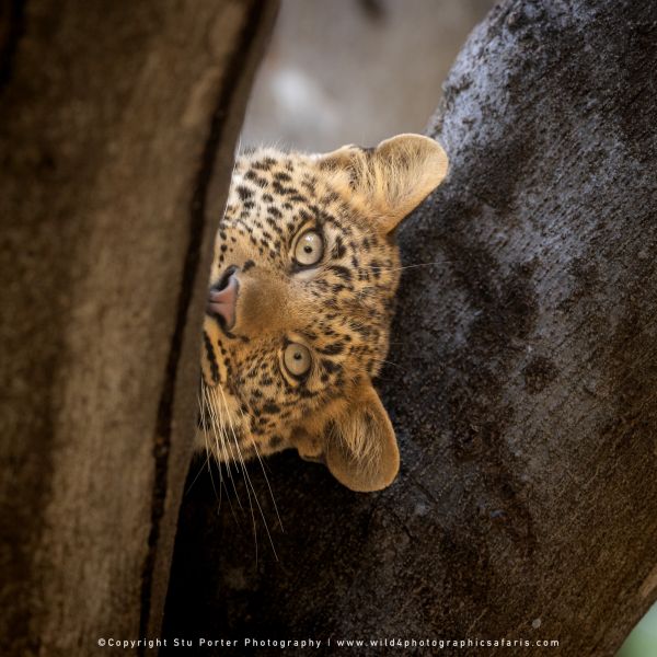 Copyright Stu Porter Photography Mashatu 2025