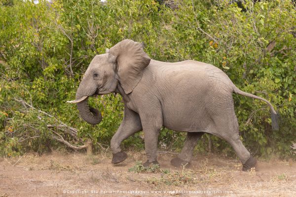 Copyright Stu Porter Photography Mashatu 2025