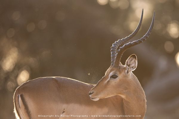 Copyright Stu Porter Photography Mashatu 2025