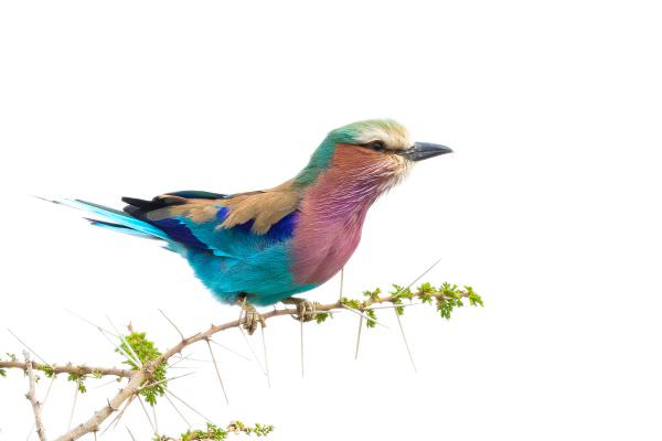 A very colourful Lilac Breasted Roller in the Ndutu area - Tanzania © Stu Porter Photo Safaris