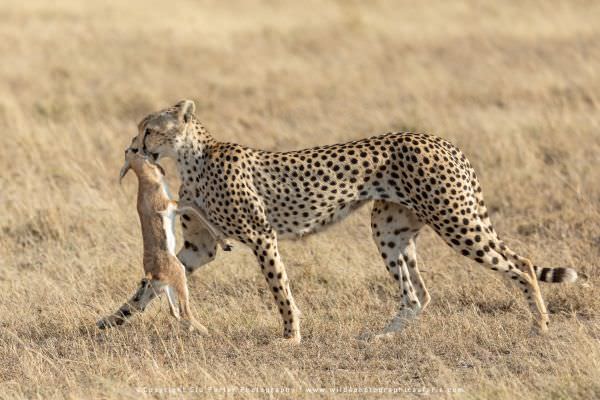 The same female Cheetah with her Thompsons Gazelle kill in the Serengeti National Park - Tanzania © 