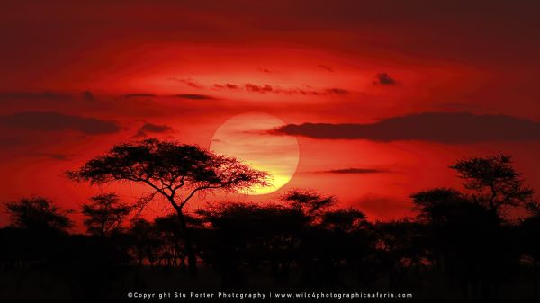 WILD4 African Photo Safaris Lioness in tree at sunset, Tanzania