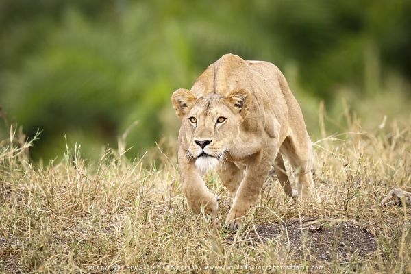 Stu Porter wildlife photography Cheetah Tanzania