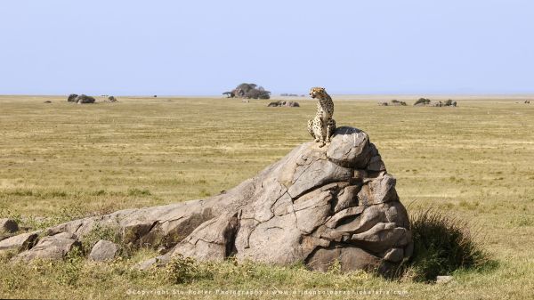 Stu Porter wildlife photography Cheetah Tanzania