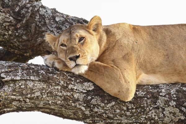 African wildlife photos by Stu Porter, Lioness resting in a tree in Ndutu, Tanzania