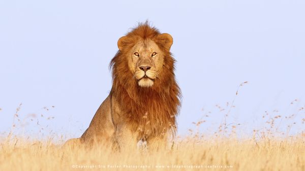 Beautiful male Lion in Tanzania