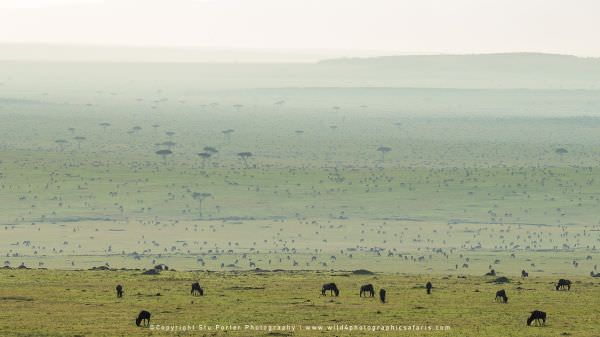 The mega migration herds near the Kenya/Tanzania border, Maasai Mara, Kenya. Stu Porter Photographic