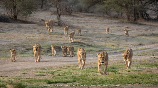 The Big Marsh pride of Ndutu, heading off to hunt in the late afternoon - Tanzania © Stu Porter Afri The Big Marsh pride of Ndutu, heading off to hunt in the late afternoon - Tanzania © Stu Porter Afri