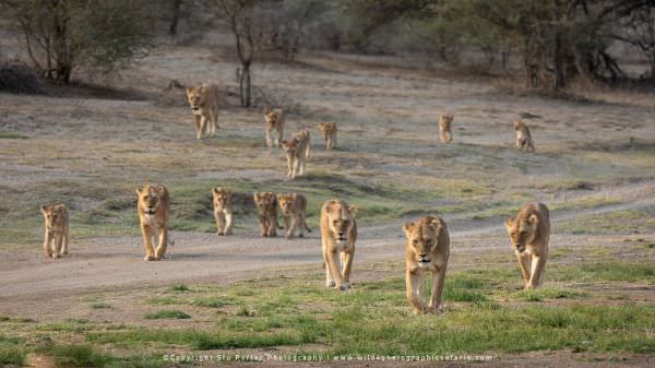 The Big Marsh pride of Ndutu, heading off to hunt in the late afternoon - Tanzania © Stu Porter Afri