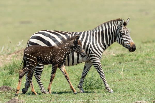 Tira the Polka Dot Zebra foal with its mother, Maasai Mara, Kenya. African photo safaris