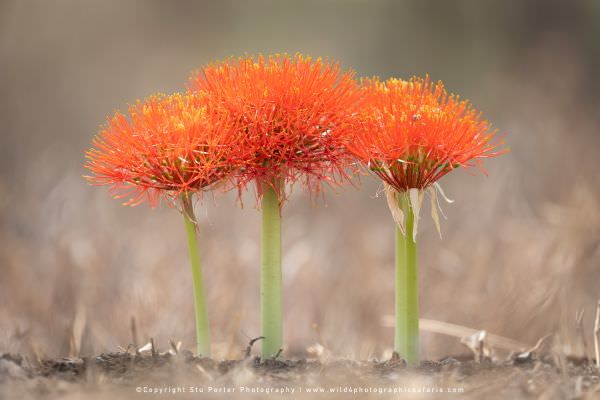 Image of a Blood Lily in the grounds of the lodge in the Ndutu area - Tanzania © Stu Porter Photo To