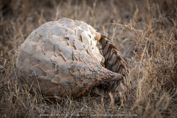 A very rare sighting of a Pangolin in the Ndutu area A very rare sighting of a Pangolin in the Ndutu area