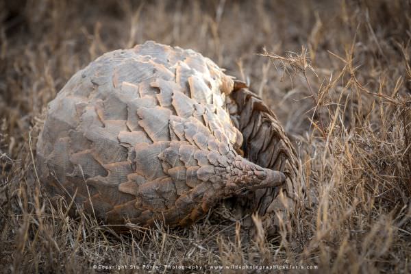 A very rare sighting of a Pangolin in the Ndutu area