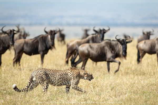 Male Cheetah being watched by Wildebeest, Maasai Mara, Kenya. Wild4 Small Group African Photography 