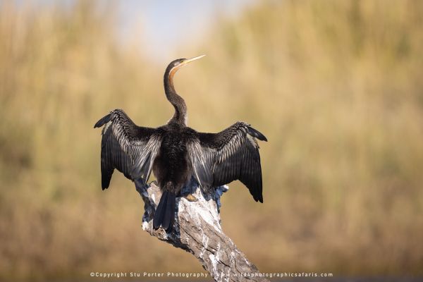 African Darter drying wings on a stump by Stu Porter, Wild4 Photography Tours