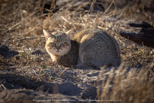 Rare African Wildcat crouched in grass by Stu Porter, Wild4 Photography Tours