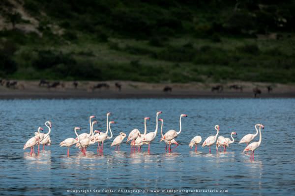 Flamingos on Lake Ndutu, Tanzania. African small group photo tours