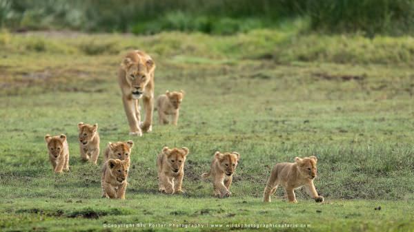 Lioness and all 8 cubs, Ndutu Marsh, Tanzania, Wild4 African Photographic Safaris, Composite Image