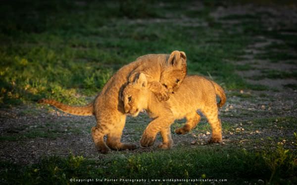 Lion cubs playing, Ndutu area of Serengeti, Tanzania