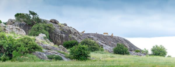 Pride of Lions on Simba Kopjes, Serengeti, Tanzania. Wild4 photo tours. Wildlife Panorama and Compos