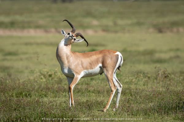 Male Grant's Gazelle in the Ngorongoro Crater, Tanzania. Stu Porter photography