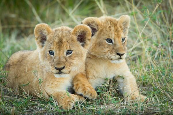 African photo safaris since 2003 WILD4 photographic tours two Lion cubs. Lion cubs