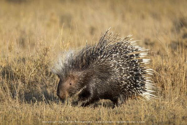 The second largest Rodent in the world and rarely seen during the day, an African Porcupine in the S